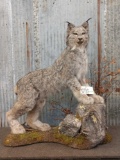 Alaskan Lynx Full Body Taxidermy Mount