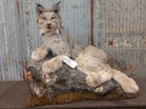 Alaskan Lynx Full Body Taxidermy Mount