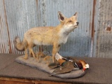 Red Fox With Mandarin Duck Full Body Taxidermy Mount