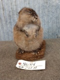 FAT Muskrat Full Body Taxidermy Mount