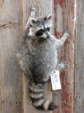 Wall Hanging Raccoon Full body Taxidermy Mount