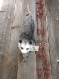 Opossum Hanging By It's Tail Taxidermy Mount