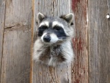 Raccoon Shoulder Mount Taxidermy