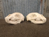 2 Black Bear Skulls