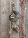 Carved Eagle Head Sculpture In Sheep Horn