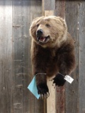 Alaskan Brown Bear Half Body Taxidermy Mount