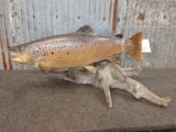 Pedestal Taxidermy Mount Real Skin Brown Trout