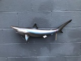 Reproduction Sand Shark Taxidermy