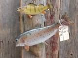 Real Skin Taxidermy Mount Rainbow Trout & Ring Perch