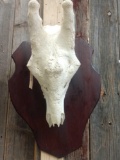 Giraffe Skull On A Plaque Taxidermy