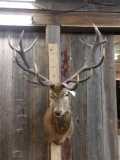 Red Stag Shoulder Mount Taxidermy