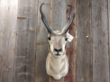 Pronghorn Antelope Taxidermy Shoulder Mount