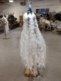 White Eyed Pied Peacock Full Body Pedestal Taxidermy Mount