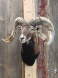 Big Corsican Ram Sheep Shoulder Mount Taxidermy