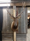 Shoulder Mount 5x5 Elk Taxidermy Mount