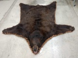 Huge Cinimon Black Bear Rug Taxidermy