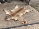 Taxidermy Beautiful Mountain Lion Rug