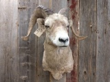 Bighorn Sheep Taxidermy Shoulder Mount