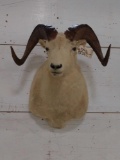 Alaskan Dall Sheep Shoulder Mount Taxidermy