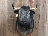 Mexican Fighting Bull Shoulder Mount Taxidermy