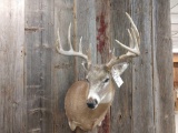 5X5 Whitetail Shoulder Mount