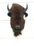 American Bison Buffalo Shoulder Mount Taxidermy