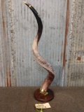 Polished African Kudu Horn Sculpture