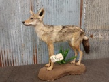 African Black Back Jackal Full Body Taxidermy Mount