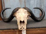 BIG African Cape Buffalo Skull Taxidermy