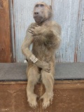 Full Body Mount Baboon Taxidermy