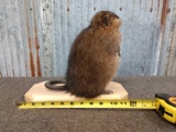 FAT Muskrat Full Body Taxidermy Mount