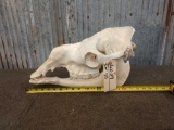 Camel Skull