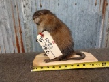 FAT Muskrat Full Body Taxidermy Mount