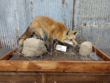 Red Fox Hunting Full Body Taxidermy Mount