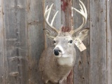 Nice Little 5x5 Whitetail Shoulder Mount