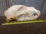 Nice Black Bear Skull
