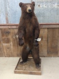 Juvenile Black Bear Brown Phase Full Body Taxidermy Mount