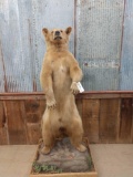 Black Bear Blonde Phase Standing Full Body Taxidermy Mount