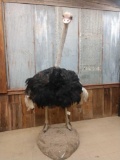 Ostrich Full Body Taxidermy Mount