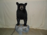Black Bear Standing On A Rock Half Body Taxidermy Mount