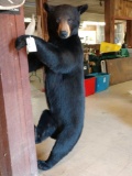Black Bear Full Body Taxidermy Mount Climbing Pose