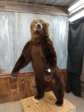 GIANT Kodiak Brown Bear Full Body Taxidermy Mount