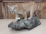 Nice Mountain Lion Full Body Taxidermy Mount