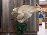 SPECTACULAR leaping Mountain Lion Full Body Taxidermy Mount