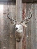 5x5 Mule Deer Shoulder Mount Taxidermy