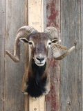 Corsican Cross Ram Sheep Shoulder Mount Taxidermy