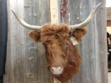 Scottish Highlander Shoulder Mount Taxidermy