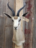 Thompson's Gazelle Shoulder Mount Taxidermy