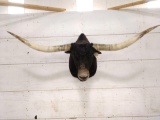 Texas Longhorn Shoulder Mount Taxidermy