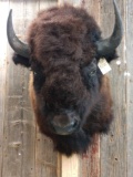 Large Herd Bull Bison Buffalo Shoulder Mount Taxidermy